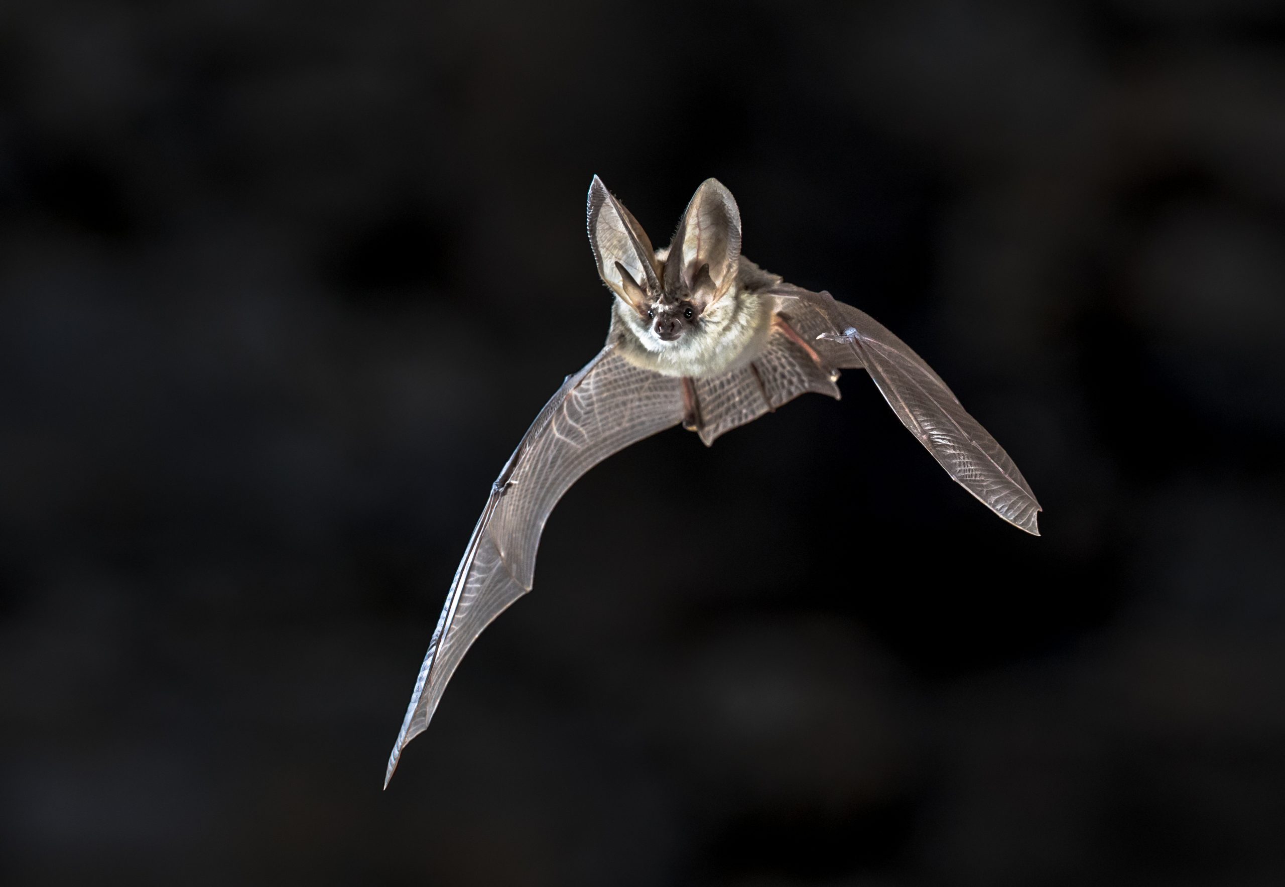 Understanding Bats