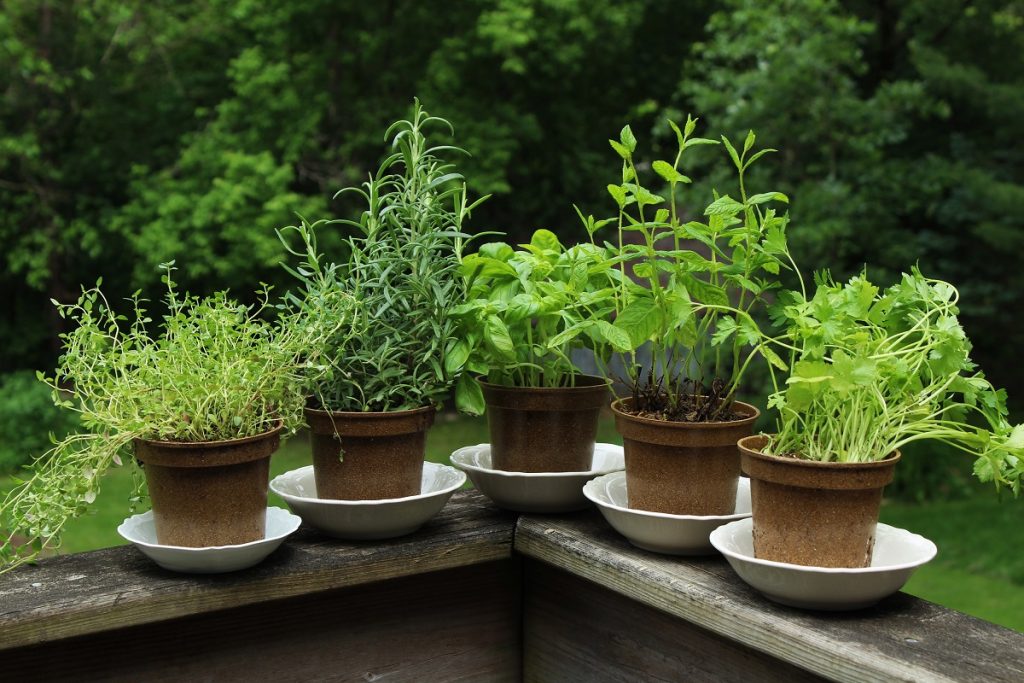 Grow Herbs at home